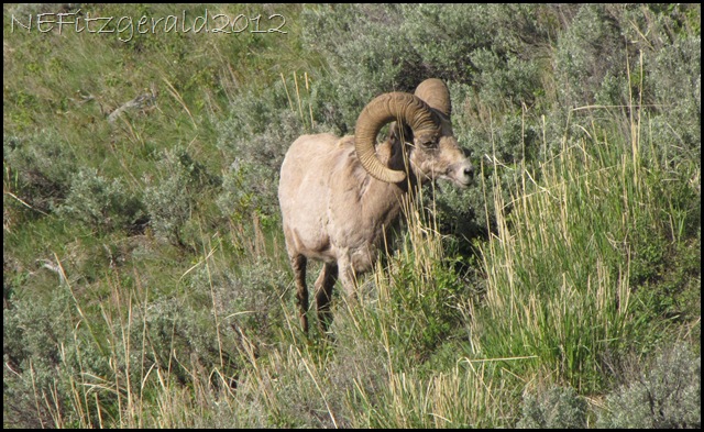 IMG_1752Bighorn Sheep IMG_1752Bighorn Sheep