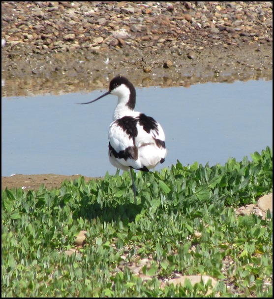 E Avocet