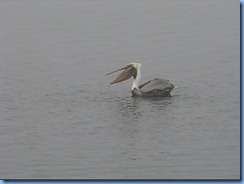 6524b Texas, South Padre Island - Birding and Nature Center - old section of boardwalk - Pelican fishing 6524b Texas, South Padre Island - Birding and Nature Center - old section of boardwalk - Pelican fishing