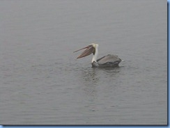 6524b Texas, South Padre Island - Birding and Nature Center - old section of boardwalk - Pelican fishing