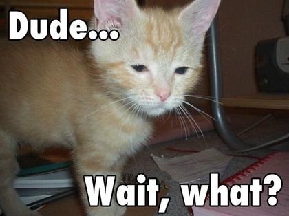 [drunk_cat4.jpg]