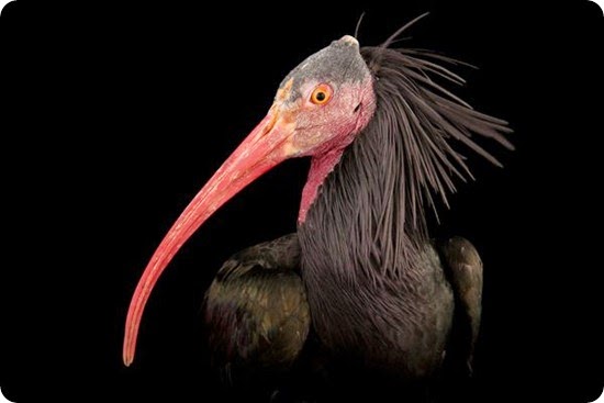 ibis eremita