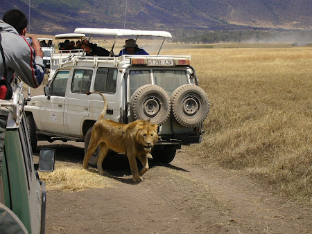African safari: the lion king