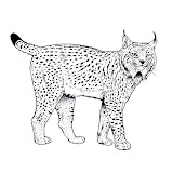 dibujos-colorear-linces.jpg