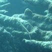  Scuba Dive Buck Island Reef