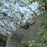 turtle lovers in Yoyogi, Japan 
