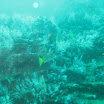 Panama Loic Y Vanessa Wedding David Diving 105.JPG