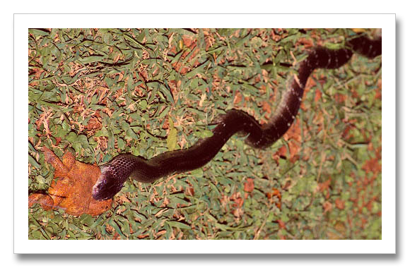 India  Big Four Snake Common Krait 