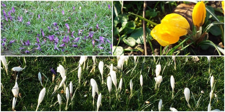 purples, white and yellows purples, white and yellows