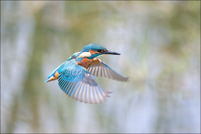 Kingfisher hovering