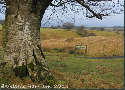 44-tree-and-sign