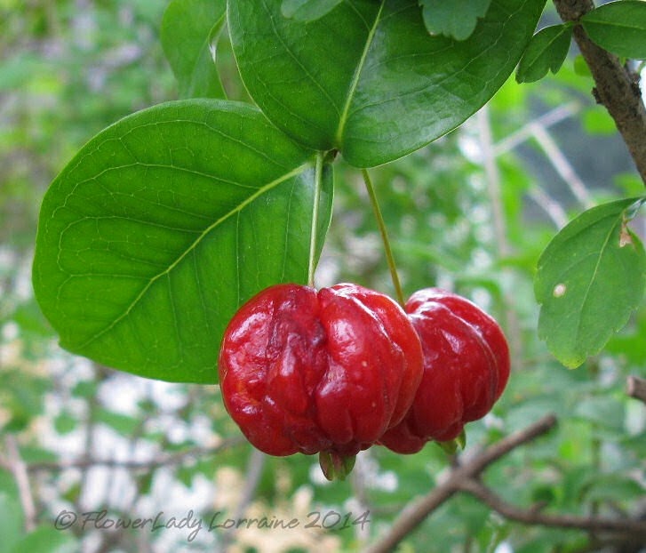 [03-28-fla-cherries%255B4%255D.jpg]