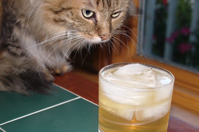 [Can-cat-drink-alcohol-03%255B2%255D.jpg]