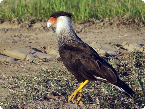 aves silvestres, argentina, birdwatching, jujuy