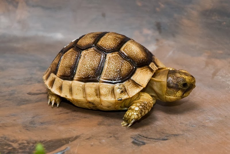 [tortoise0012.jpg]