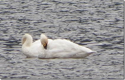Tundra Swan, really cropped