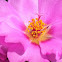 Moss-rose Purslane