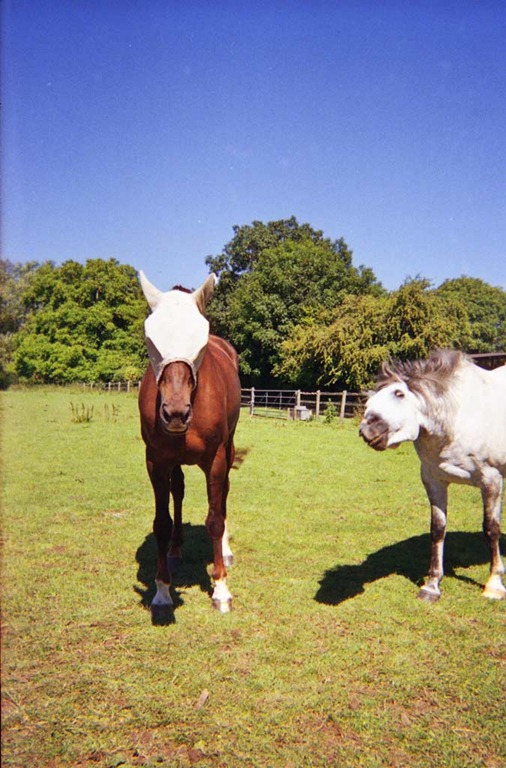 [Summer-Horses---Disposable-Camera%255B20%255D.jpg]