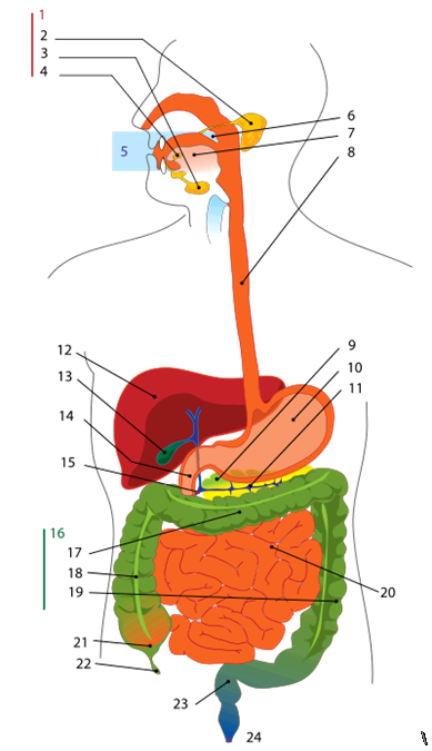 Organ - organ pada sistem pencernaan manusia