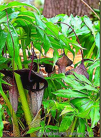 [Arisaema%2520urashima%25202_thumb%255B8%255D%255B5%255D.jpg]