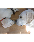 A Kinuk is a platonic, yet intimate way for two people (or those from other species) to greet one another in certain cold climates.
Bogie and Dude. Contributed by Nancykbee.