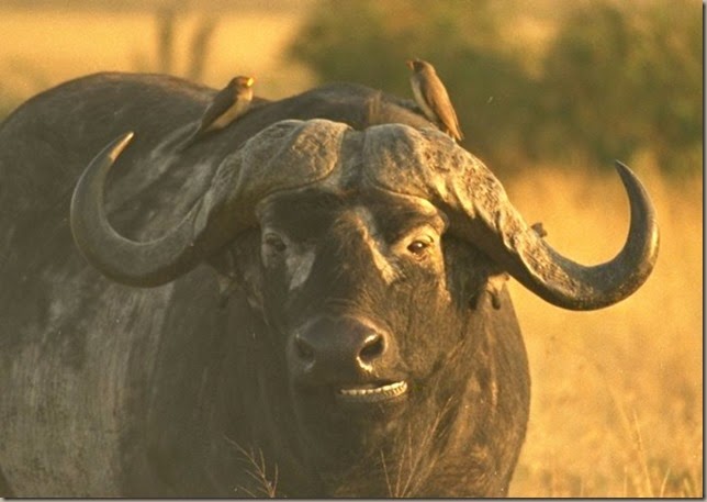 cape-buffalo-2-090512