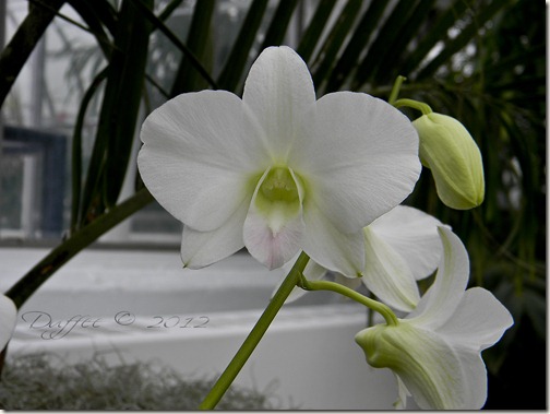 White Orchid