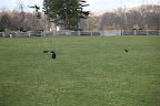 A group of crows is sometimes referred to as a 'murder' of crows.  Little wonder that some people feel uncomfortable with crows.  I mean, what's in a name?