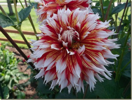 DSCF0358