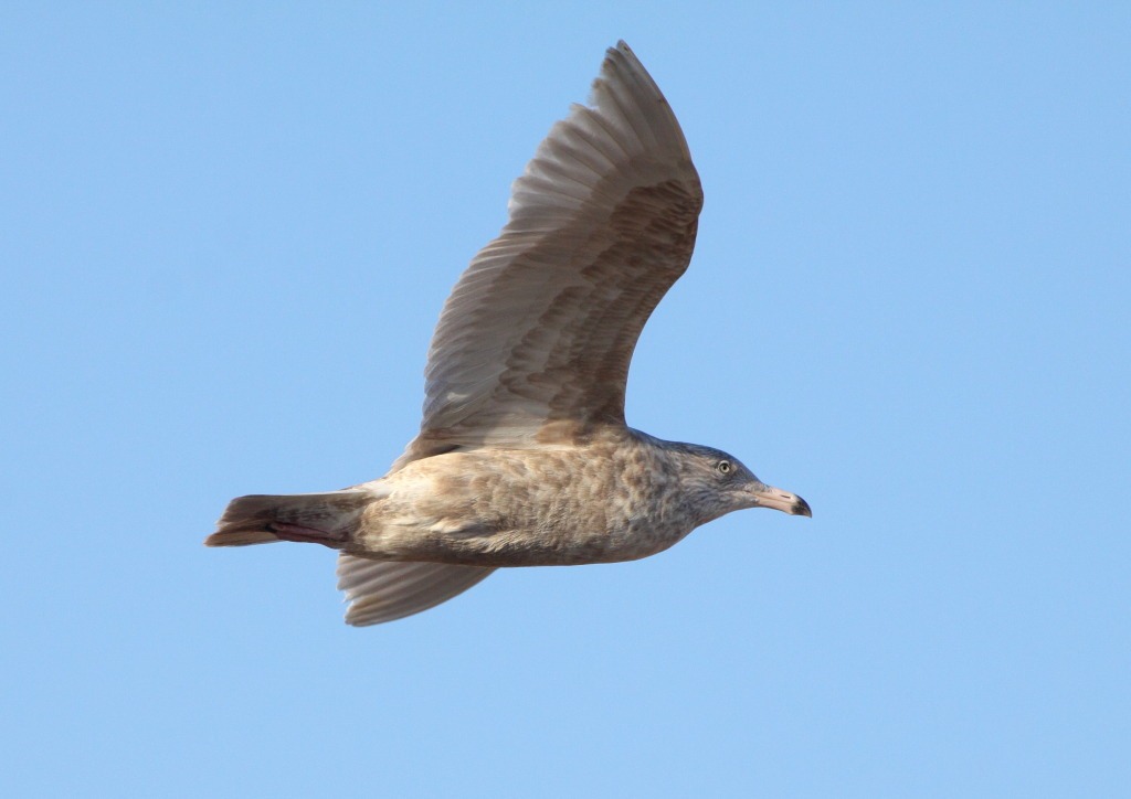 [glauc2%255B3%255D.jpg]