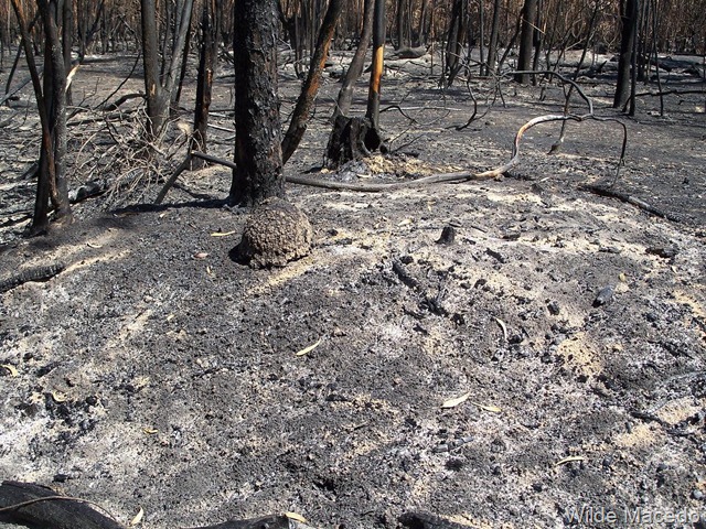 [Incendio%2520en%2520Rocha%2520%252821.12.11%2529_Wilde%2520Macedo%2520Rocha%2520Wilde%2520Macedo%2520%25288%2529%255B2%255D.jpg]