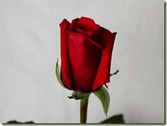 detailed-image-of-rose_w725_h544 detailed-image-of-rose_w725_h544