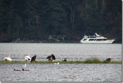 Swans, Eagles and a Tour boat