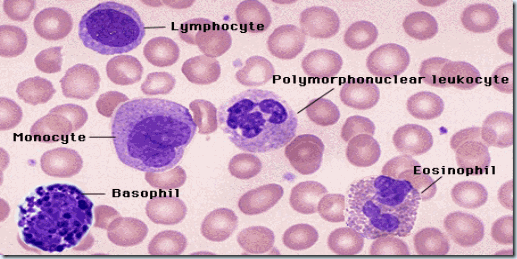 blood-cells-smear