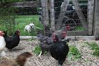 Look at those hens move!  They must be aware that a balanced diet is important for any animal's health, especially when you rely on them for food.