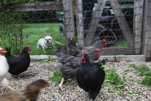 Look at those hens move!  They must be aware that a balanced diet is important for any animal's health, especially when you rely on them for food.