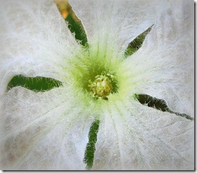 White gourd flower White gourd flower