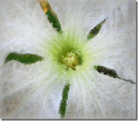 White gourd flower