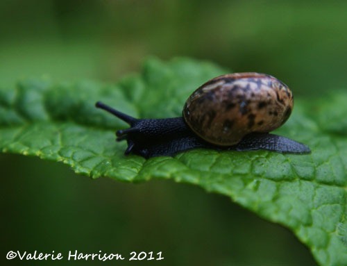 [tiny-snail-2%255B2%255D.jpg]