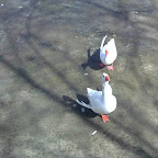 IMG_20120413_132052.