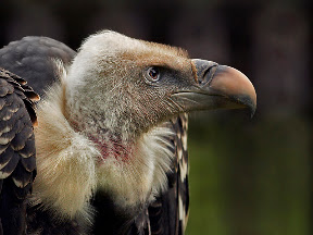 Griffon Vulture by John Powell EFIAP DPAGB BPE4