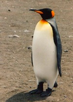 king-penguin