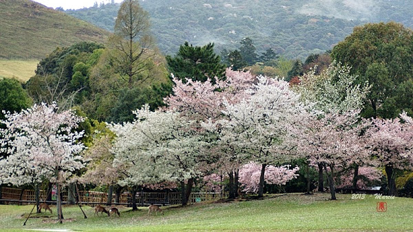 奈良 春日大社&奈良公園(なら)