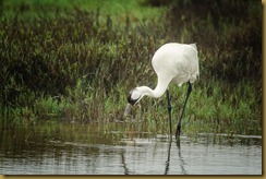 Whooping Cranes