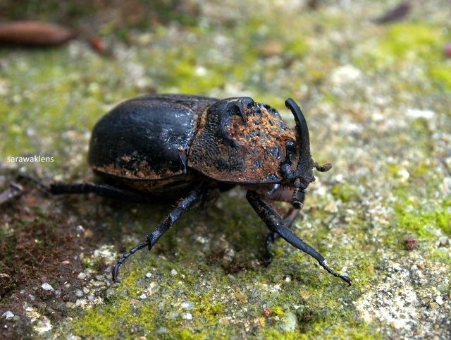 horned_beetle
