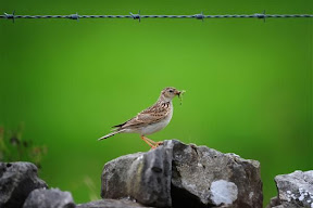 Peak District  (15).JPG