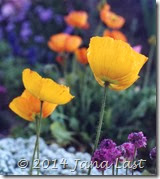 Yellow Poppies