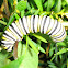 Monarch Caterpiller