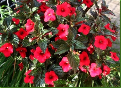 Achimenes Rubi Red 1