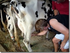 I milked a cow!